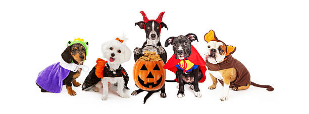 할로윈 의상 배너를 착용한 다섯 마리의 개 - devil dogs 뉴스 사진 이미지