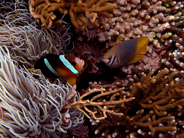 istock Clown Fish and Cousin Damsel Fish 603873348