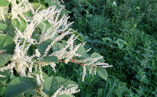 japanese knotweed flowering, invasive weed ,classified as controlled waste under the Environmental Protection Act 1990, it grows from tiny fragments of rhizomes  the underground network of stems and roots , it spreads easily and can work it's way through  concrete and tarmac , its roots can go down up to 3m deep. Here in the UK the having this weed in your garden can lower the value of your house by several thousands.