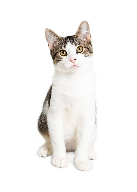 istock Sweet Kitten Sitting on White Looking 603873438