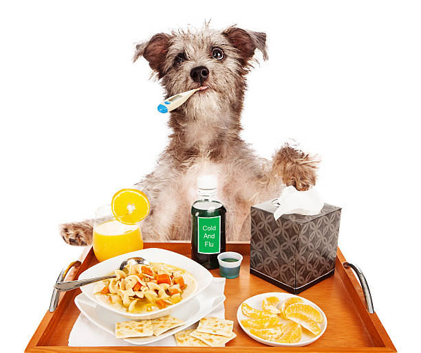 Funny Chicken Soup Stock Photos, Pictures & Royalty-Free Images - iStock Funny Chicken Soup Stock Photos, Pictures & Royalty-Free Images - iStock
