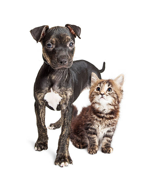 istock Puppy and Kitten Together Over White Background 603873456