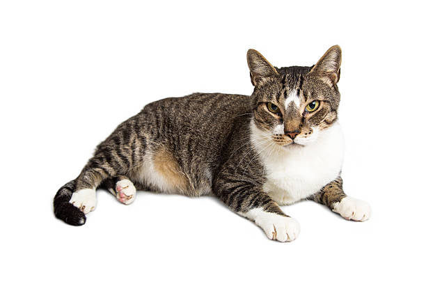 istock Beautiful Adult Cat Laying on White 603874458