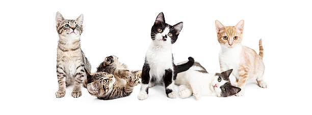 Banner of Cute Playful Kittens Row of cute and playful kittens. Horizontal web banner sized to fit popular social media timeline cover image holder. five animals stock pictures, royalty-free photos & images