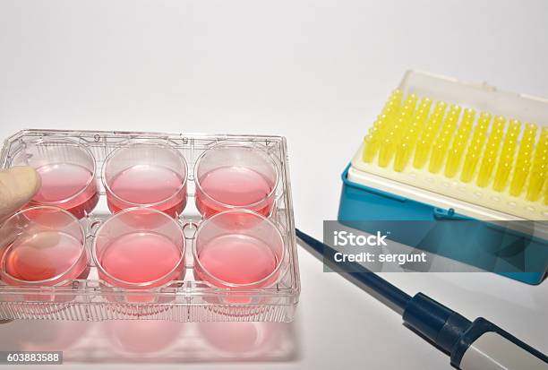 Cell Technologies In Laboratory Research Stock Photo - Download Image Now - Biological Cell, Biology, Biotechnology