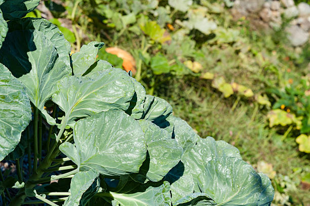 istock Collar plants in garden 603883594