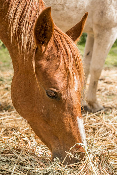 istock Portrait of Horse Feeding 603886492