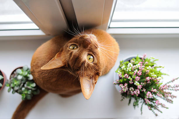 Abyssinian cat sitting on the windowsill with heather and succul
