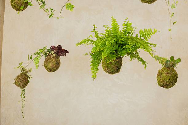 istock Decorative green shrub in form of ball 603889738