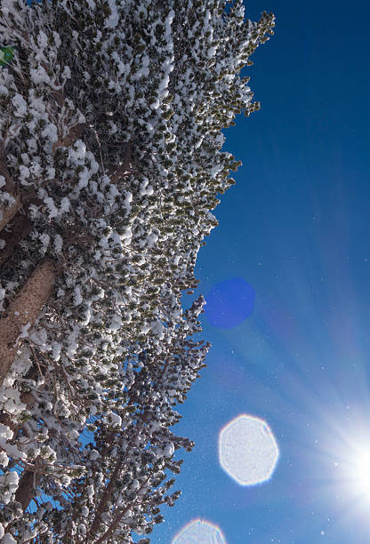 冬の森  - clear sky diagonal snow winter ストックフォトと画像