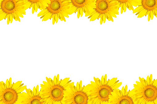 sunflower frame isolated on white