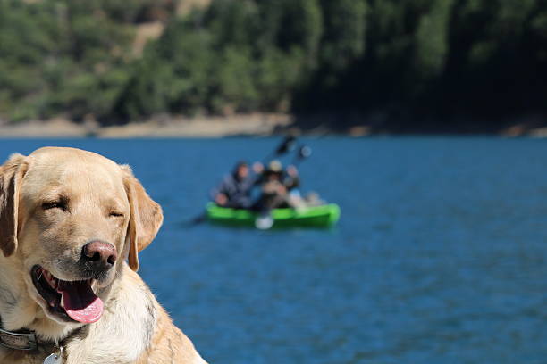 istock yellow lab with collar at the lake 603899308