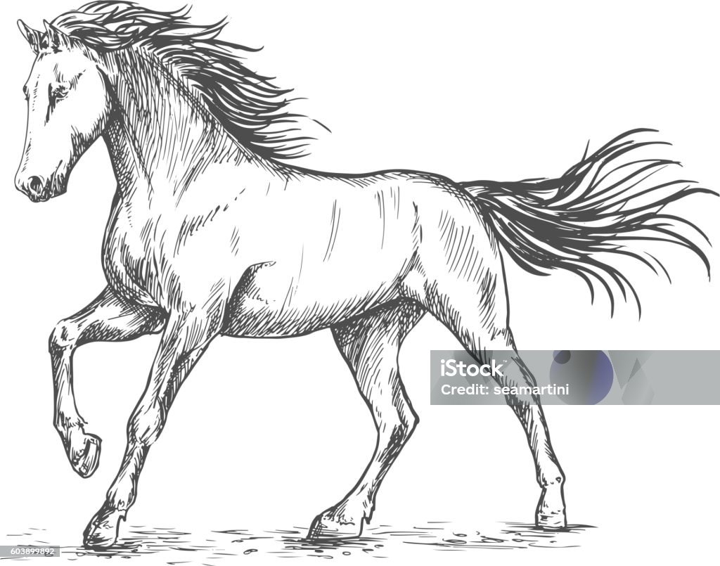 White horse with stamping sketch portrait White horse with stamping hoof pencil sketch portrait. Prancing mustang with mane and tail waving by wind Horse stock vector