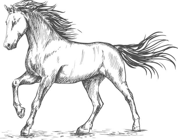 White horse with stamping sketch portrait White horse with stamping hoof pencil sketch portrait. Prancing mustang with mane and tail waving by wind beautiful horse stock illustrations