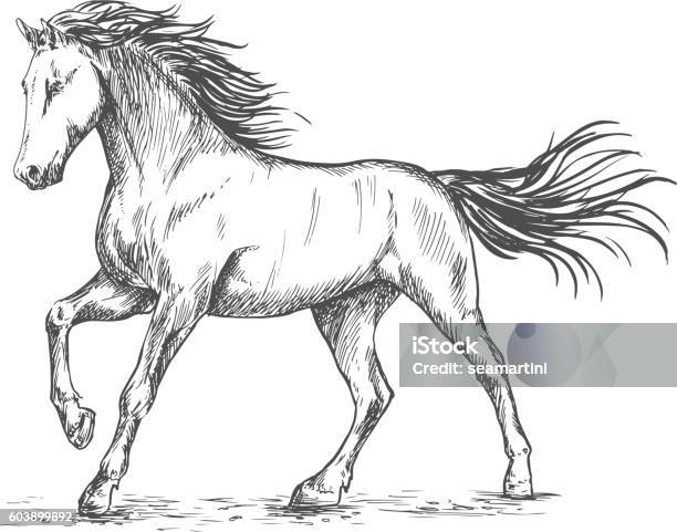 White Horse With Stamping Sketch Portrait Stock Illustration - Download Image Now - Horse, Engraving, Sketch