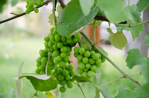 Cluster of young green grapes in a vineyard during early summer.