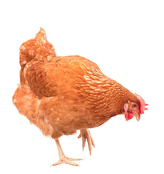 istock full body of brown chicken ,hen standing isolated 603901202