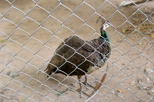 Peacock of conserve bird are trapped inside a cage concept of capturing wild animals.