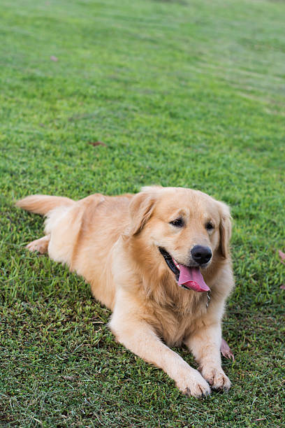 istock Golden retriever on the green grass 603903082