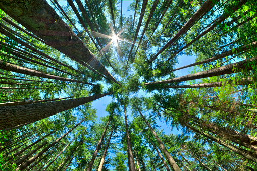 Mira hacia arriba en un denso bosque de pinos photo