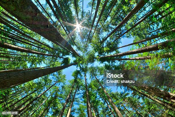 Mira Hacia Arriba En Un Denso Bosque De Pinos Foto de stock y más banco de imágenes de Bosque - Bosque, Árbol, Medio ambiente