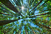 istock Look up in a dense pine forest 603903118
