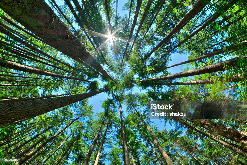 Look up in a dense pine forest Fisheye HDR view looking directly up in dense Canadian pine forest with sun glaring in clear blue sky as trees reach for the sky Tree Stock Photo