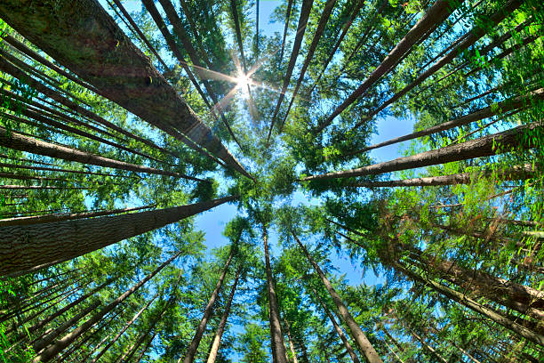 Look up in a dense pine forest Fisheye HDR view looking directly up in dense Canadian pine forest with sun glaring in clear blue sky as trees reach for the sky viewpoint photos stock pictures, royalty-free photos & images