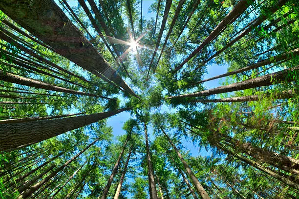 Fisheye HDR view looking directly up in dense Canadian pine forest with sun glaring in clear blue sky as trees reach for the sky