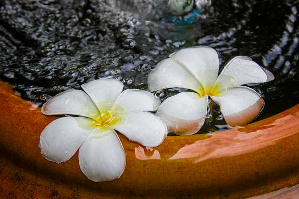 istock Plumeria flower in water with selective and soft focus. 603903674