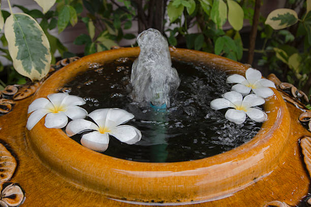 istock Plumeria flower in water with selective and soft focus. 603903740