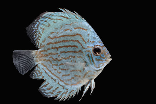 Pompadour (Discus) fish with copy space on black background Pompadour (Discus) fish with copy space on black background pompadour fish stock pictures, royalty-free photos & images