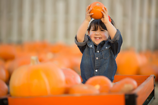 Little girl surrounded by pumpkins pulling a cart
