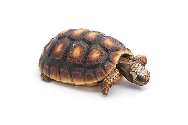 istock Red-footed tortoises , Chelonoidis carbonaria on white backgroun 603904812
