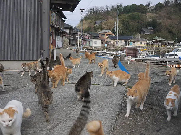 Large group of hungry cats, herd of red cats, walking on footpath, japanese Aoshima cat island