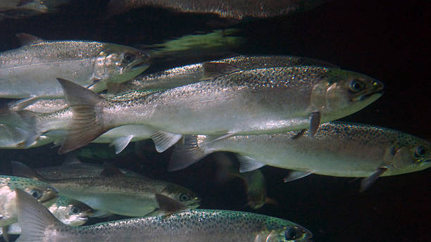 istock School of Silver Salmon 603906862