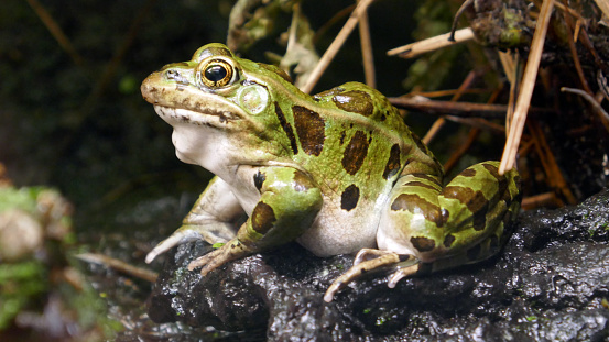 Leopard frog closeup