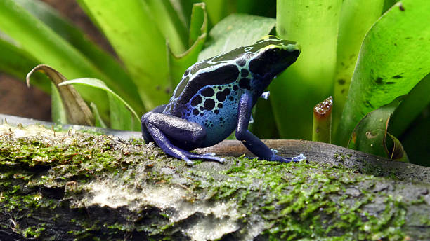 블루 포이즌 dart 개구리 - blue poison arrow frog 뉴스 사진 이미지