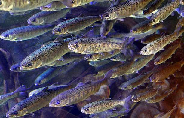 School of Juvenile Coho Salmon The coho salmon is a species of anadromous fish in the salmon family, one of the several species of Pacific salmon. Coho salmon are also known as silver salmon or "silvers". aquaculture photos stock pictures, royalty-free photos & images