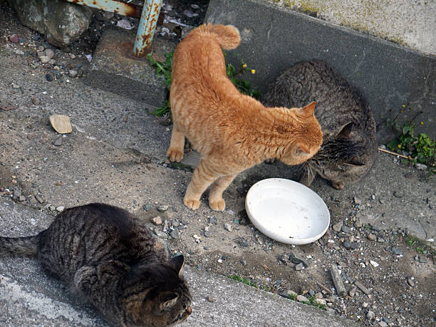 istock Cats confrontation on Aoshima japanese cat island 603907496