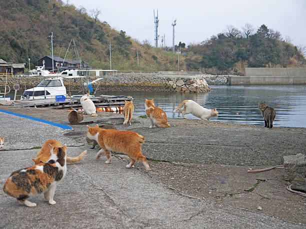 istock Port cats on the pier 603907584