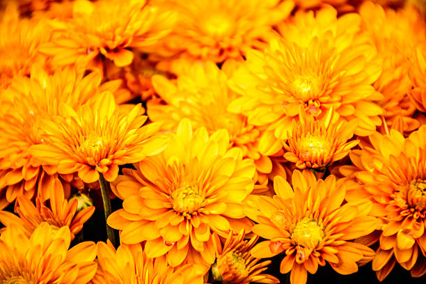 istock yellow chrysanthemum in autumn 603907688