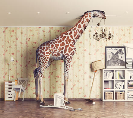 giraffe breaks the ceiling in the living room. Photo and cg  combination concept