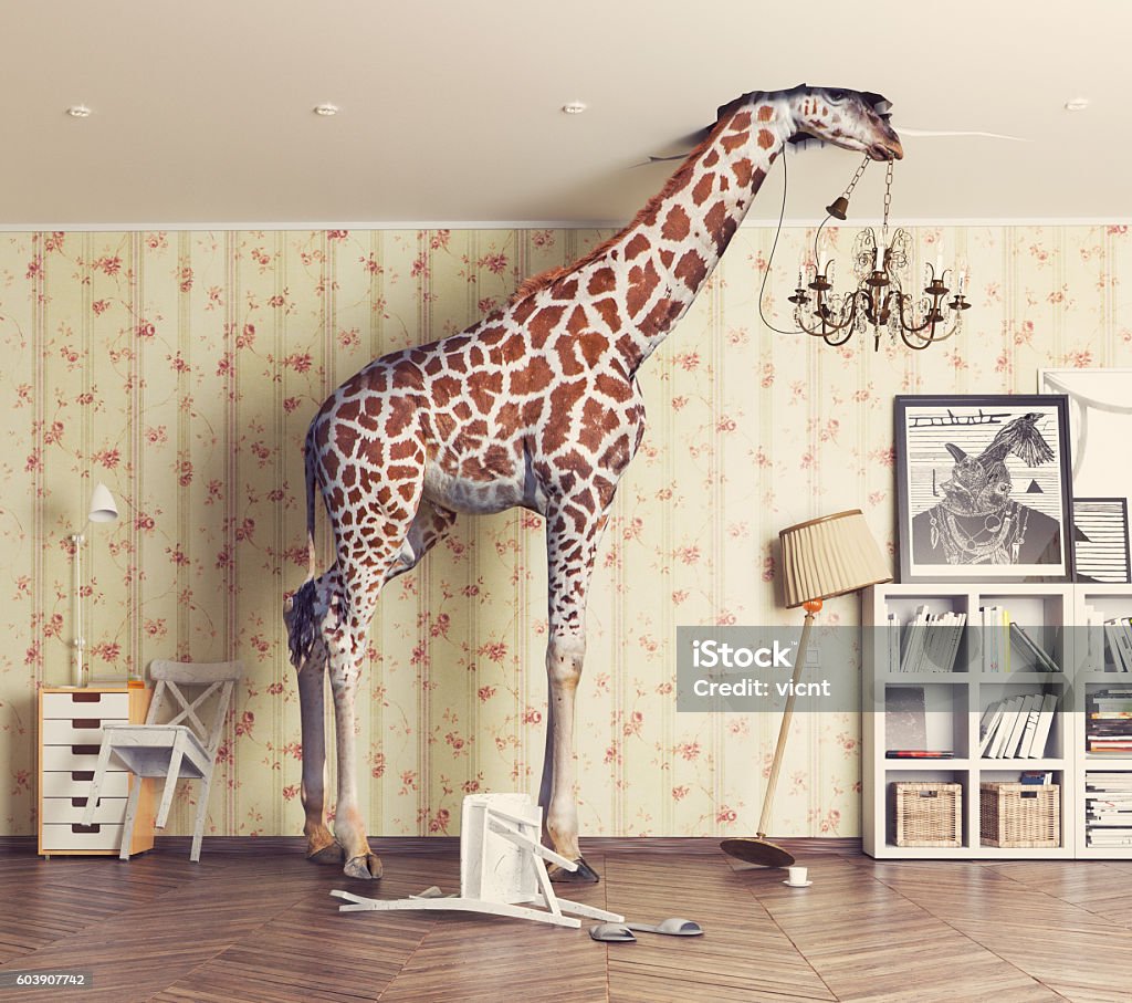 giraffe  in the living room giraffe breaks the ceiling in the living room. Photo and cg  combination concept Humor Stock Photo