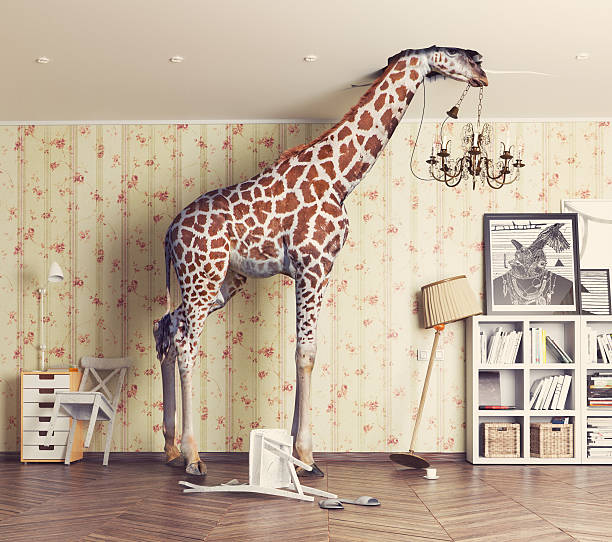 giraffe  in the living room giraffe breaks the ceiling in the living room. Photo and cg  combination concept giraffe stock pictures, royalty-free photos & images