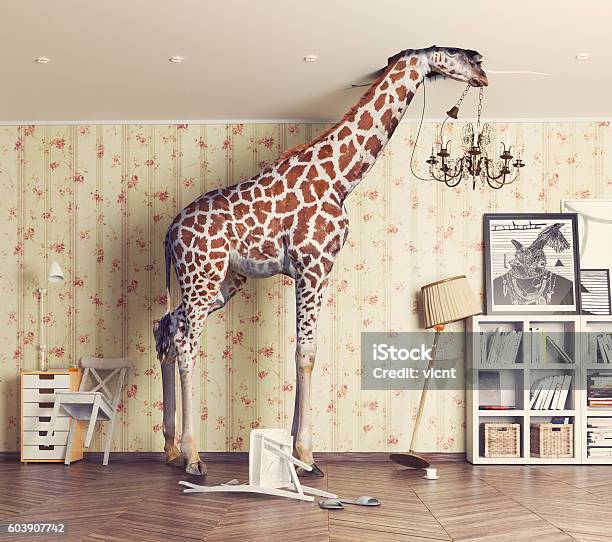 Giraffe In The Living Room Stock Photo - Download Image Now - Humor, Animal, Giraffe