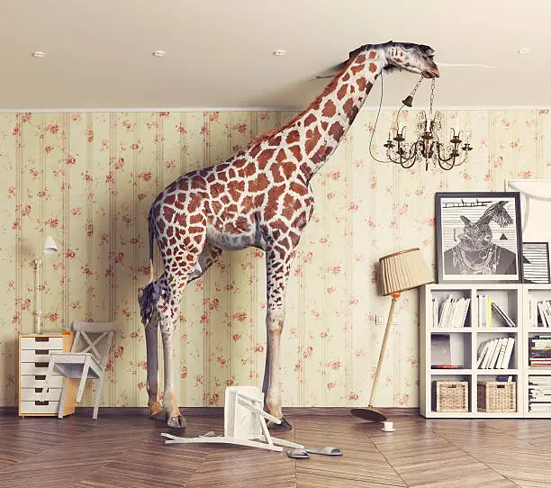 Photo of giraffe  in the living room