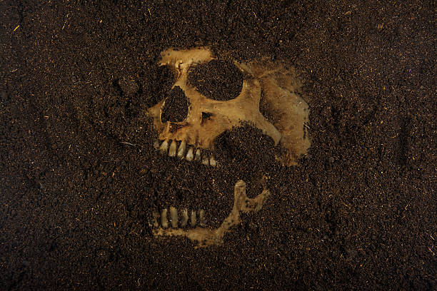 skull buried in the ground stock photo