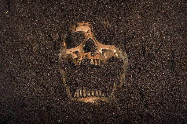 skull buried in the ground stock photo