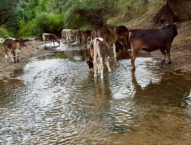 istock The cow herd at the watering place 603908820